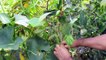 Hand Pollinating Opo Squash for almost 100% pollination