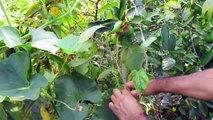 Hand Pollinating Opo Squash for almost 100% pollination