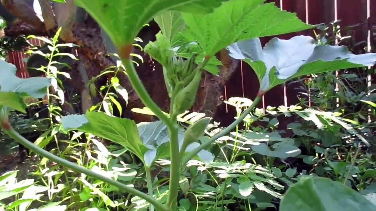 How to Get Rid of Aphids in your Garden