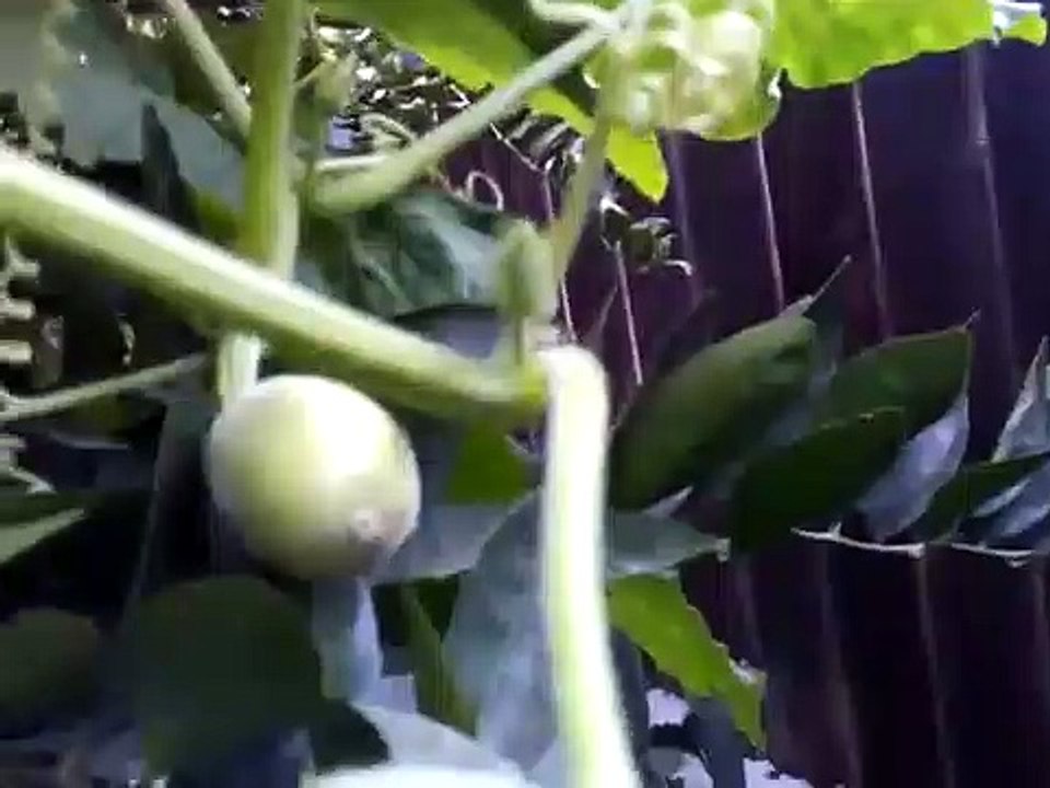 Alcayota Squah Plant in California