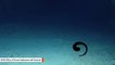Underwater Video Captures Dragon Fish