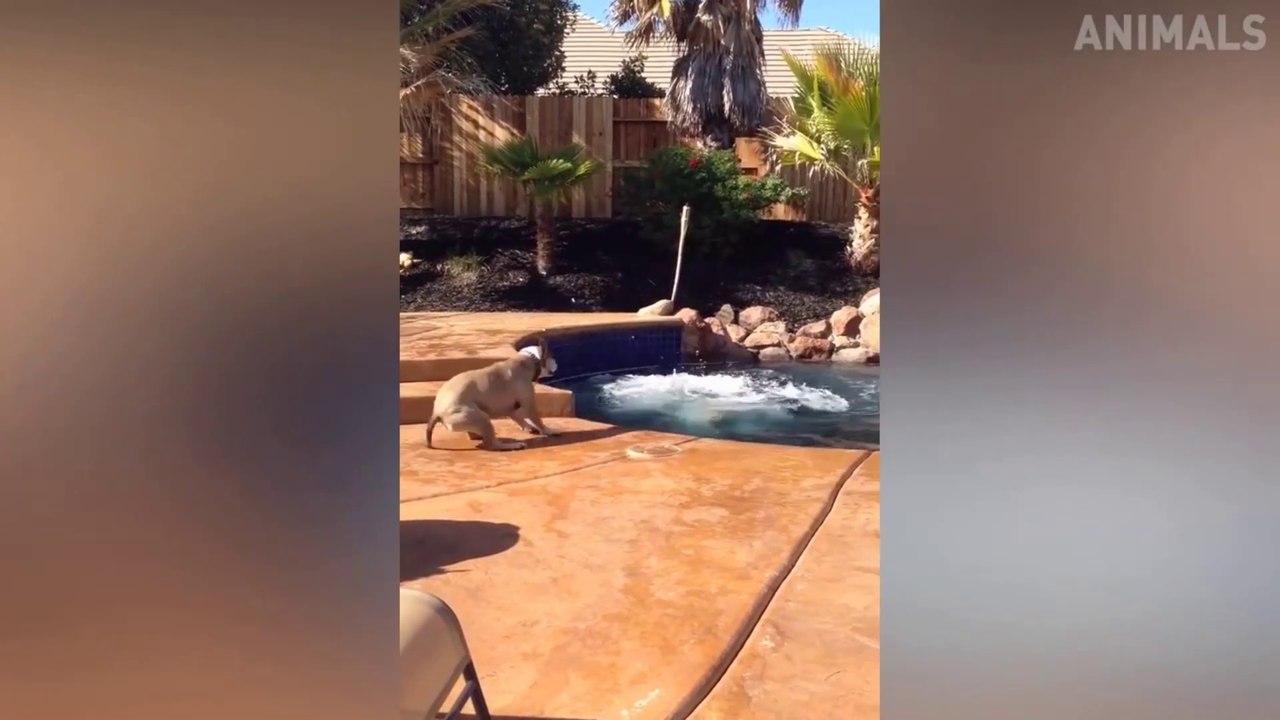 Funny Animals Videos