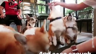 Breaking news! Corgi cafe opens in Thailand and we love it! ☕ - Naturee Wildlife