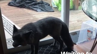 This grey fox has found his forever family  - Naturee Wildlife