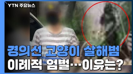 '경의선 고양이 살해' 이례적 엄벌...동물보호법 위반 경종 / YTN