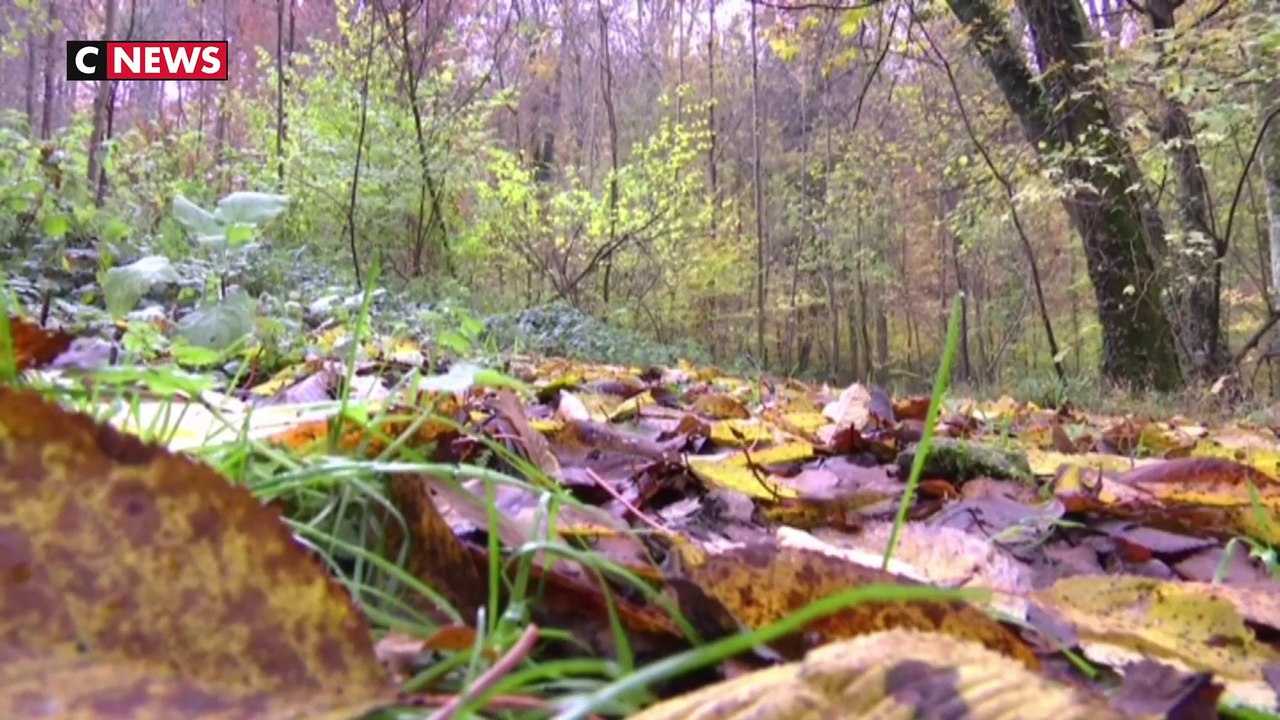 Aisne : ce que l'on sait de la mort d'une femme enceinte attaquée par des chiens dans une forêt