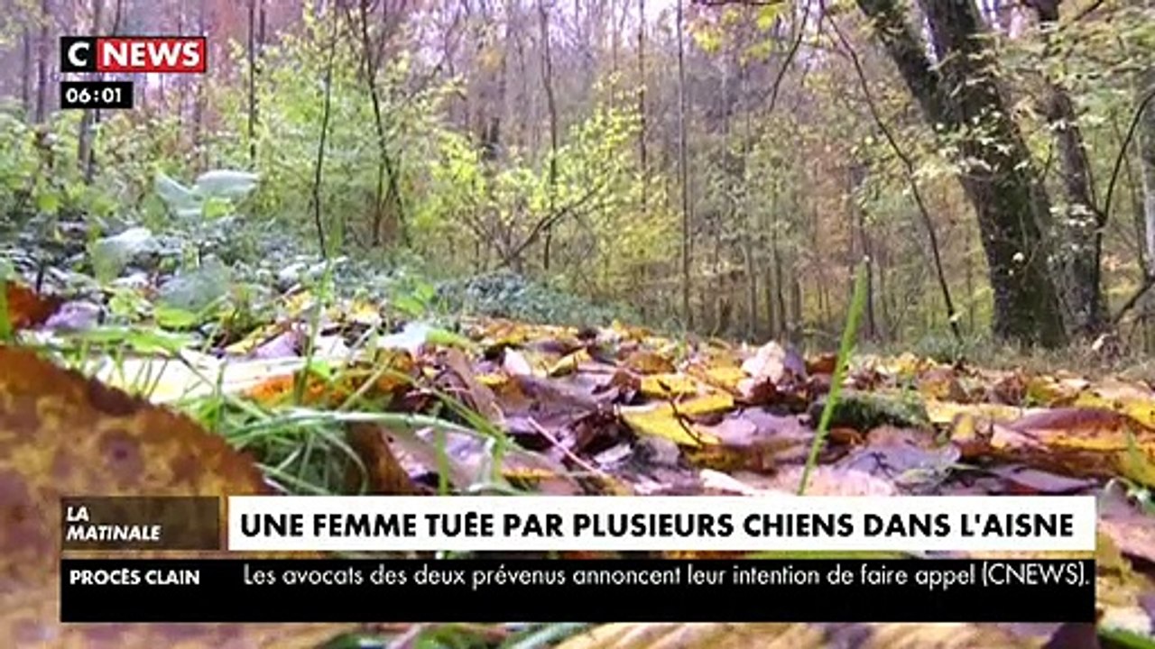 Aisne: Que sait-on vraiment sur cette femme enceinte de 6 mois qui aurait été dévorée par des chiens dans la forêt de Retz ?