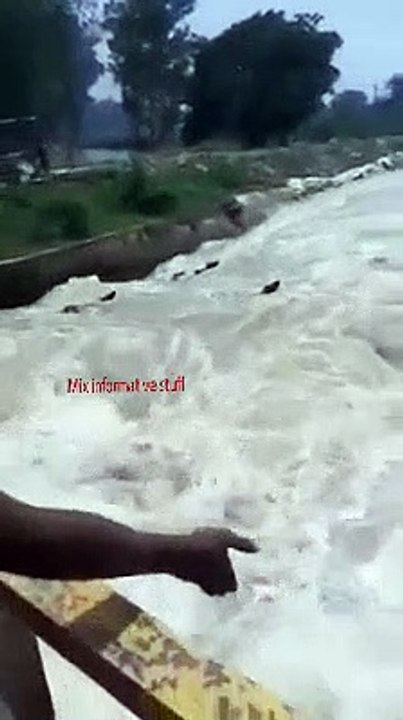 Baffaloes took by water in canal