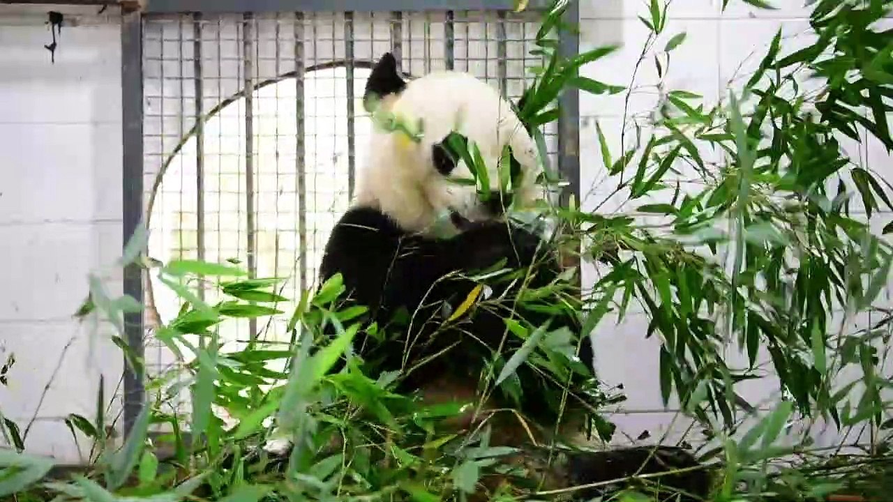 US-born panda Bei Bei arrives in new China home