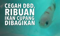 Cegah DBD Ribuan Ikan Cupang Dibagikan