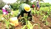 Equipped with new skills from jail, Kenyan ex-convicts turn to agriculture