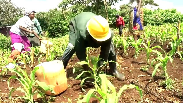 Equipped with new skills from jail, Kenyan ex-convicts turn to agriculture