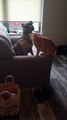 Cat Tries To Play With Dog While Sitting On Couch