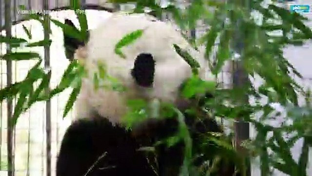 US-born panda Bei Bei arrives in new China home