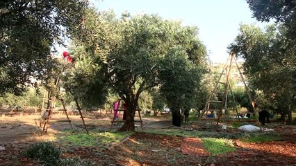 Bombardıman ve göç gölgesinde zeytin hasadı başladı (1)