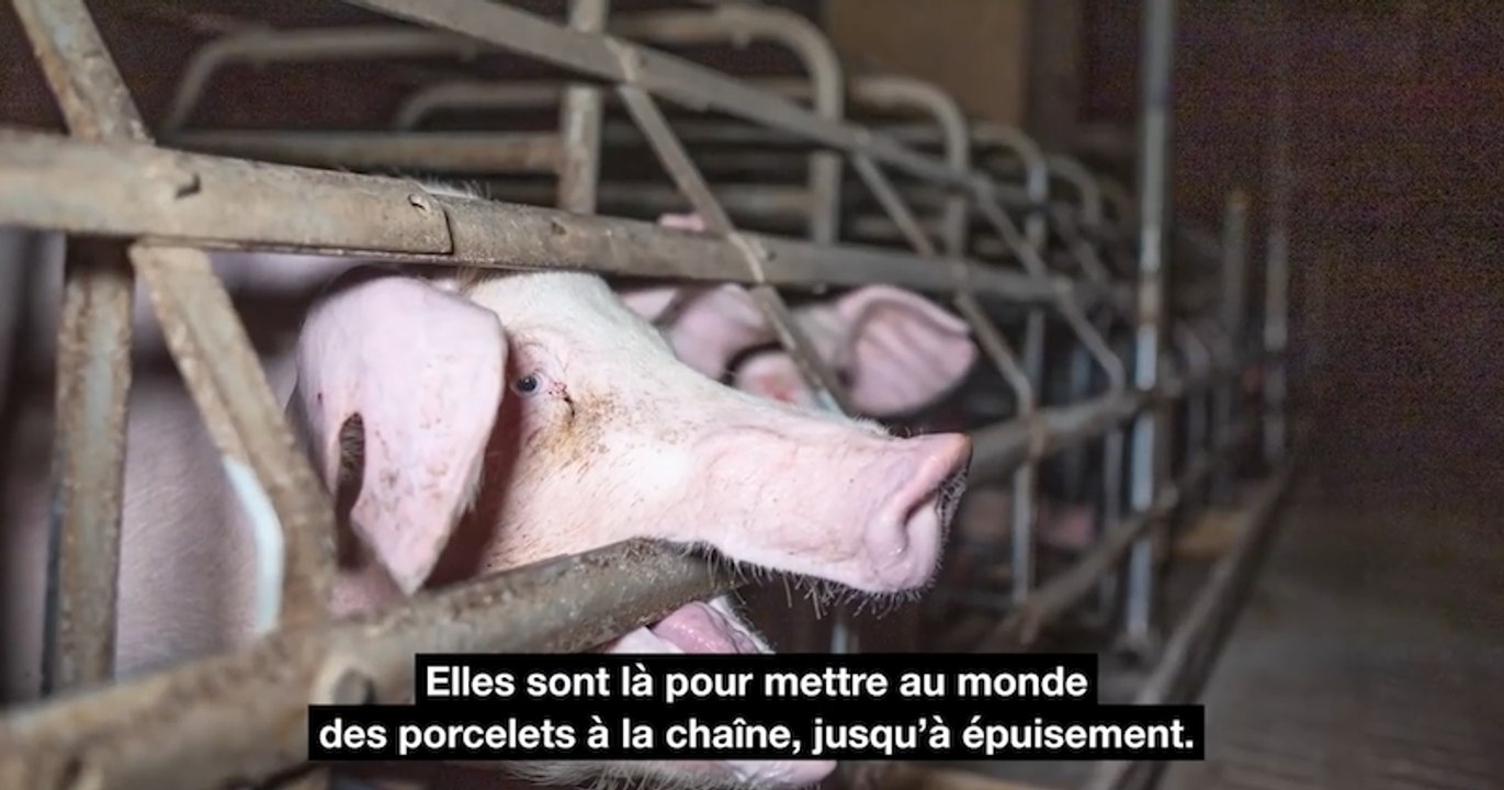 L214 et Yann Arthus-Bertrand dévoilent "l’enfer sur Terre" dans un élevage de cochons du Finistère