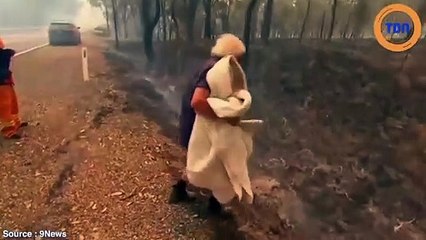 Cette femme va braver les flammes d’un incendie pour sauver un koala apeuré