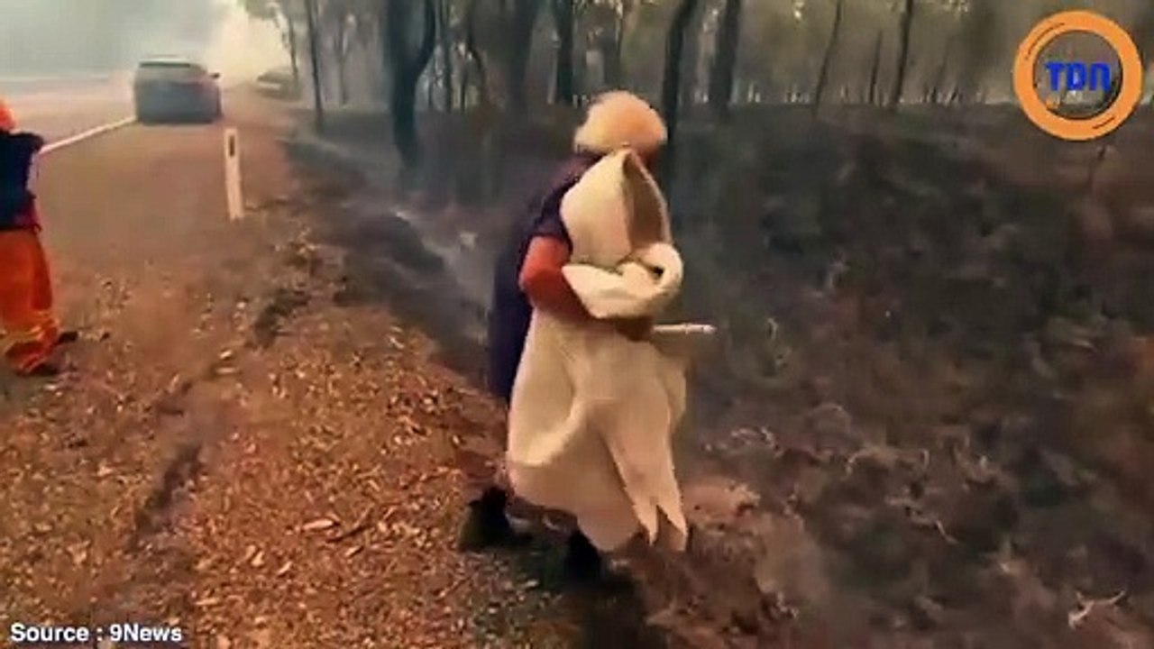 Cette femme va braver les flammes d’un incendie pour sauver un koala apeuré