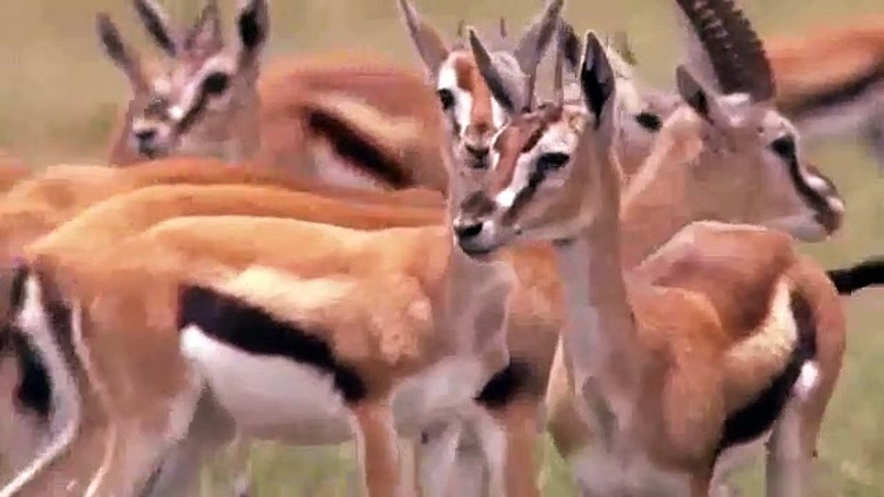 Cheetah VS Lion Real Fight   Cheetah Save Impala From Lion Hunting   Animals Save Another Animals