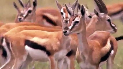 Cheetah VS Lion Real Fight   Cheetah Save Impala From Lion Hunting   Animals Save Another Animals