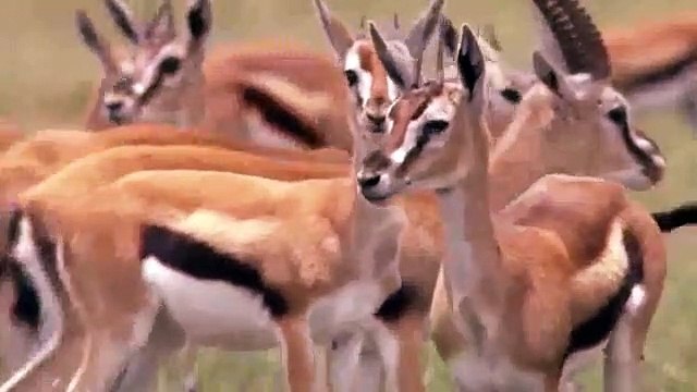 Cheetah VS Lion Real Fight Cheetah Save Impala From Lion Hunting Animals Save Another Animals