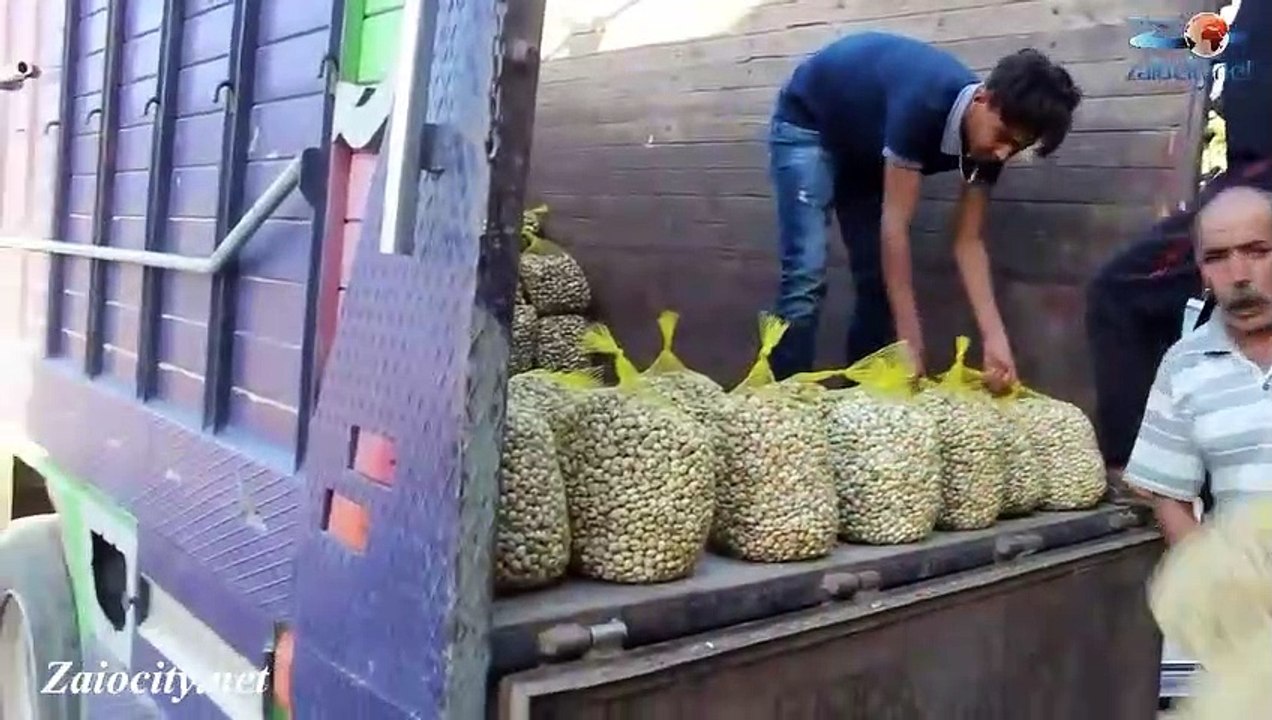 حمى الحلزون 