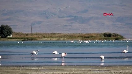 Van erciş'te kuş gözlem istasyonu kurulacak
