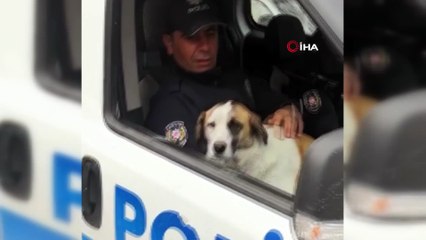 Polisler gittiği için üzülen köpek, yeni karakola ekip otosuyla götürüldü