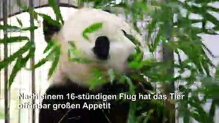 US-Panda Bei Bei findet China bärenstark