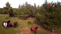 Afyonkarahisar'daki yılkı atları doğal ortamında görüntülendi