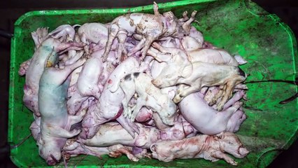 L'association L214 dénonce "l'enfer" vécu par les cochons d'un élevage du Finistère