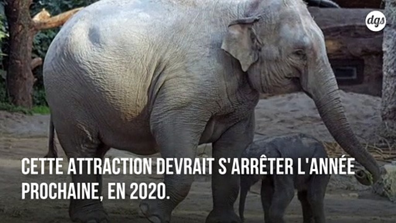 Les visites à dos d'éléphants bientôt interdite...