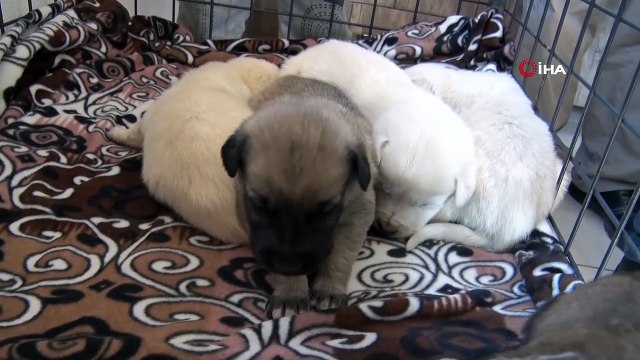 Beş minik yavruyu çuvala koyup ormana attılar