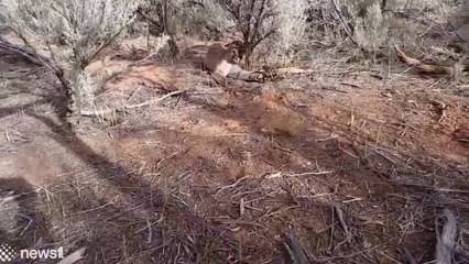 Homem arrisca tudo para salvar Puma preso numa armadilha