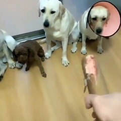 Cães denunciam o amigo que comeu a salsicha