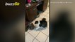 Snake Surprise! Funny Video Shows Owner Shocked When Finding Cat Playing With Snake!
