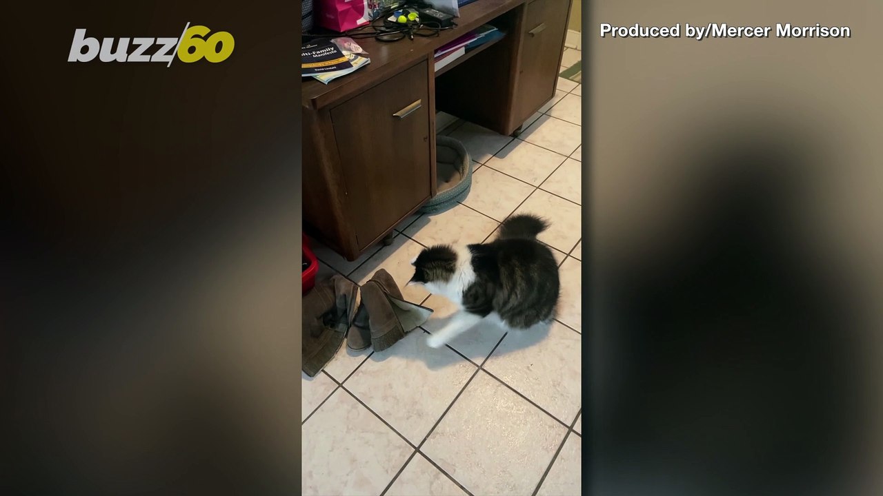 Snake Surprise! Funny Video Shows Owner Shocked When Finding Cat Playing With Snake!