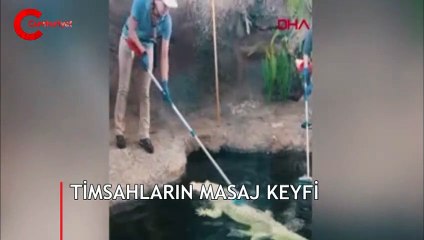 Timsahların masaj keyfi