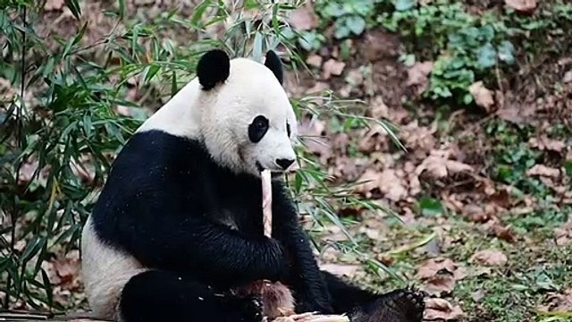 Le panda géant Bei Bei de retour sur la terre de ses ancêtres