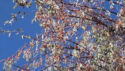 Birçok hastalığa iyi gelen iğdenin hasadı başladı