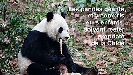 Le panda géant Bei Bei de retour sur la terre de ses ancêtres