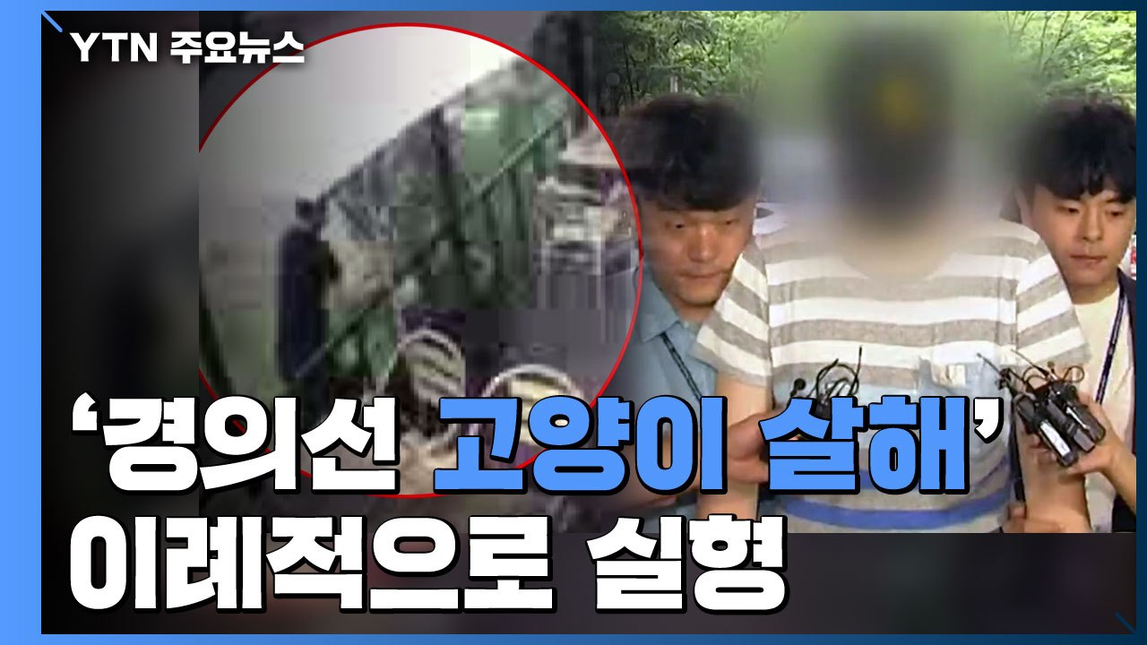 '경의선 고양이 살해' 이례적 실형...동물 학대 '경종' / YTN