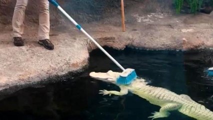 Bakıcılarının masaj yaptığı timsahın keyifli anları görüntülendi