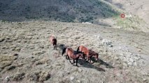 Yılkı atları Kumalar Dağı’nda drone ile görüntülendi