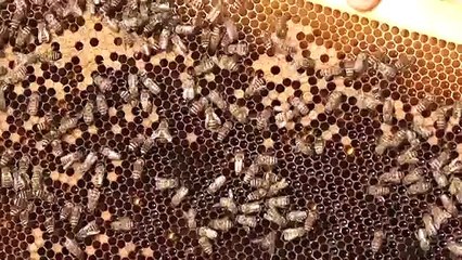 العسل اليمني يعاني من مرارة الحرب