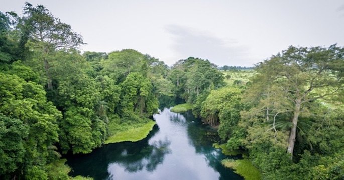 Afrique : 7000 espèces de plantes tropicales sont menacées d'extinction selon les chercheurs