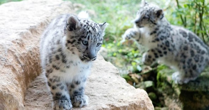 Au Big Cat Sanctuary, ces bébés léopards des neiges vont vous faire fondre