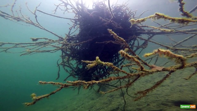 D'où viennent ces aspes croisés par des plongeurs