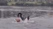 Un chien se fait attaquer par un cygne dans un lac