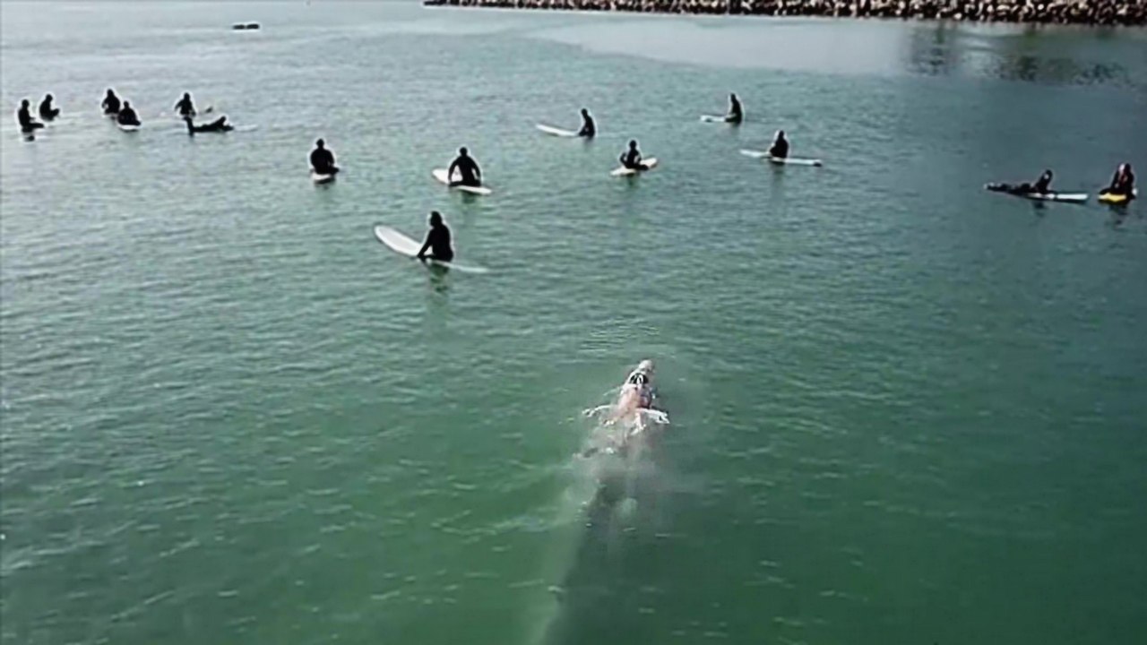 Une baleine passe sous des surfeurs